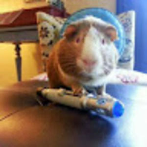 Meet your Posher, Audrey